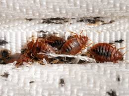 Bed bug heat treatments Alscot by Heat Treatment UK Bed bug heat treatments Alscot — technician deploying industrial heaters in a London property